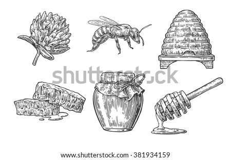 Honey set Object. Vector vintage engraved illustration. Isolated on white background