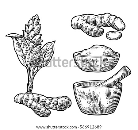 Turmeric root, powder and flower with pestle and mortar. Hand drawn vector vintage engraved illustration. Isolated on white background.