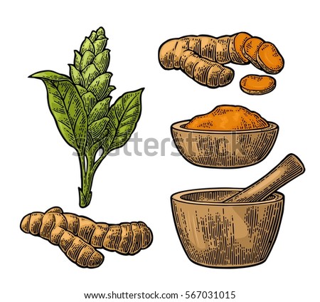 Turmeric root, powder and flower with pestle and mortar. Hand drawn vector color vintage engraved illustration. Isolated on white background.
