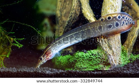 eel in aquarium allcanwear