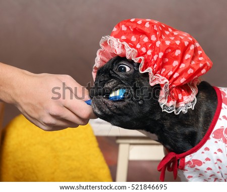 Shower Cap Dog Shower Cap Dog