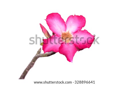 Azalea Pink Background White Stock Photos, Royalty-Free Images