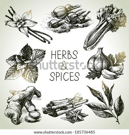 Kitchen herbs and spices. Hand drawn sketch icons - stock vector