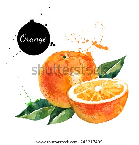 Hand drawn watercolor painting on white background. Vector illustration of fruit orange