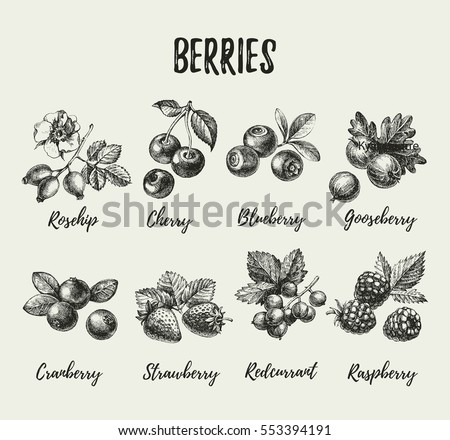 Hand drawn vintage sketch berries set. Vector illustration of eco food