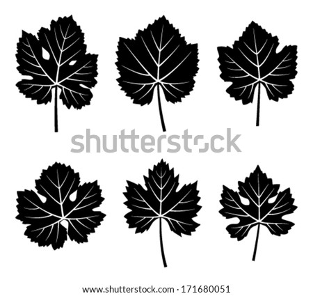 collection of vector grapevine leaves isolated on white background
