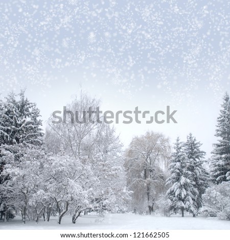 Christmas forest with snow, sky, fog