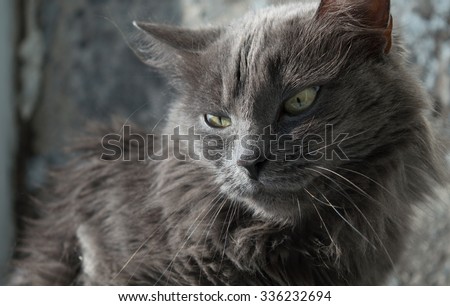 Gimme Some Riverclan kits Stock-photo-fluffy-gray-cat-with-green-eyes-ukraine-336232694