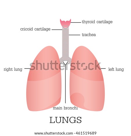 Lung Model Stock Images, Royalty-Free Images & Vectors | Shutterstock