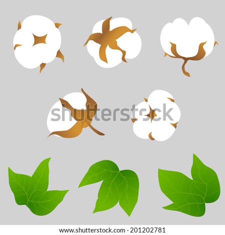 Cotton boll Stock Photos, Images, & Pictures | Shutterstock
