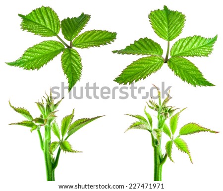 Hand Drawn Branches Leaves Tropical Plants Stock Illustration 625929971