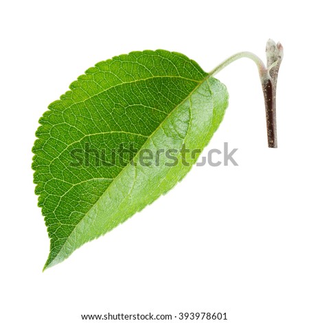 Apple Leaf Pictures Fresh apple leaf isolated on white. With clipping path.