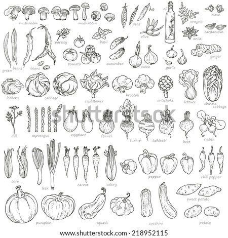 Big collection of hand-drawn vegetables and spices, vector illustration in vintage style.