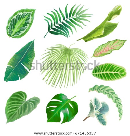 Tropical Leaves Collection On Isolate Vector Stock Vector 370705856 ...