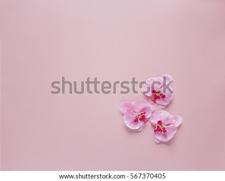 Three rosy orchid flowers on pink background. Place for text. Top view.