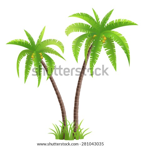 Two coconut palm trees with grass isolated on white background