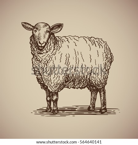 Sheep Stock Images, Royalty-Free Images & Vectors 