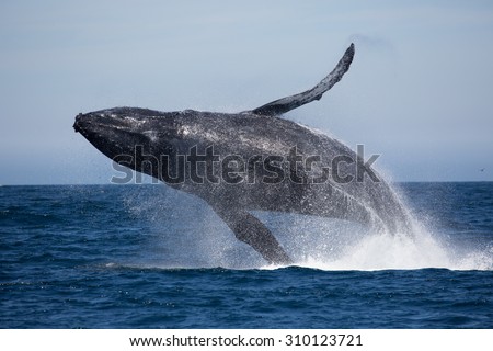 Whale Stock Images, Royalty-Free Images & Vectors 