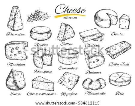 Cheese collection. Vector hand drawn illustration of cheese types . Isolated on white