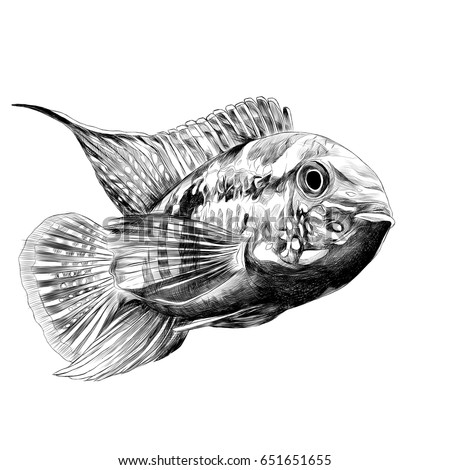 Bass Fish Vector Illustration Monochrome Vintage Stock Vector 602420429 ...