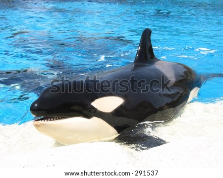 Friendly Orca Stock Photos, Images, & Pictures | Shutterstock