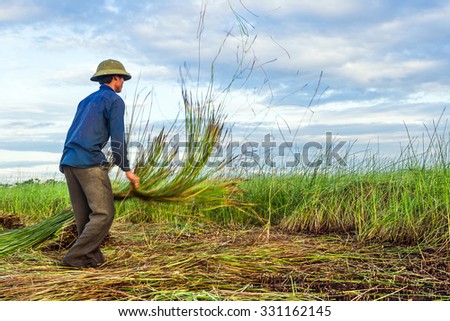 NGA SON ,THANH HOA ,VIETNAM - JUNE 30. 2013 : farmers harvesting sedge in Thanh hoa . Weaving sedge mat is a traditional craft of the people in Nga Son, Thanh Hoa, Vietnam.