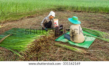 NGA SON ,THANH HOA ,VIETNAM - JUNE 30. 2013 : farmers harvesting sedge in Thanh hoa . Weaving sedge mat is a traditional craft of the people in Nga Son, Thanh Hoa, Vietnam.