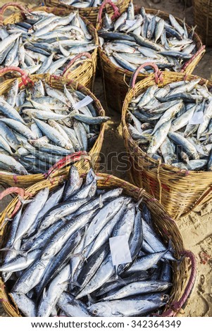 Fish