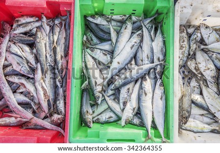 Fish