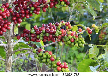 Coffee tree with coffee bean on cafe plantation