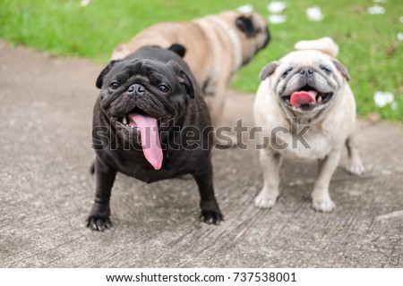 pugs in season mating stock images royalty free images vectors pugs in season mating stock images royalty free images vectors