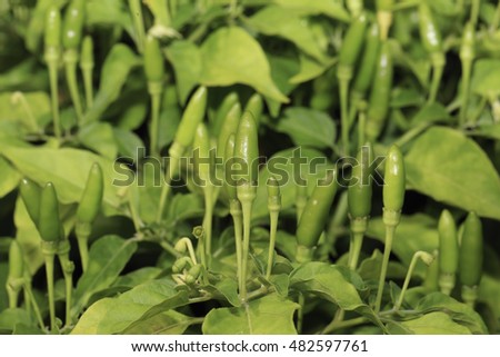 Close-up view of fresh ripe red chili peppers on tree at an organic chili farm in Thai Binh, Viet Nam. Agricultural composition. Harvest concept. Great for organic food publication.