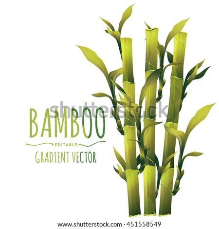 Bamboo Vector Illustration