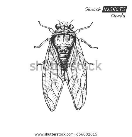 Cartoon Cicada Stock Images, Royalty-Free Images & Vectors | Shutterstock