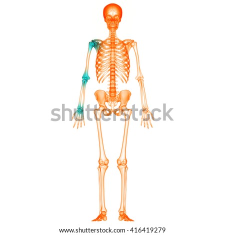 Human Skeleton Posterior Anterior View Didactic Stock Vector 131620085
