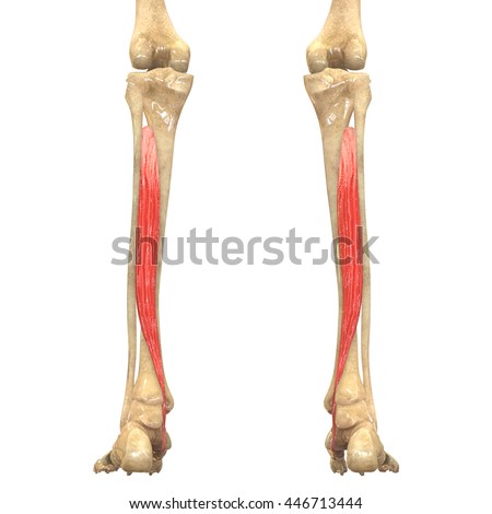 Human Body Muscles Anatomy Tibialis Posterior Stock Illustration ...