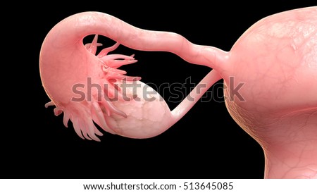 Female Reproductive System Anatomy 3d Stock Illustration 522021886 ...