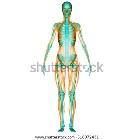 Human Skeleton Stock Images, Royalty-Free Images & Vectors | Shutterstock