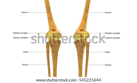 Human Skeleton Anatomy Knee Joints Posterior Stock Illustration