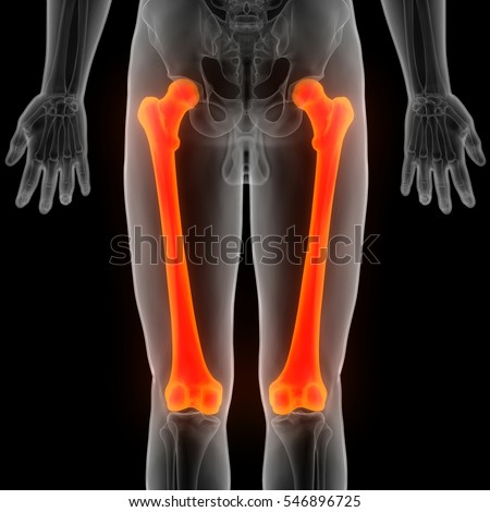 Femur Imágenes pagas y sin cargo, y vectores en stock | Shutterstock