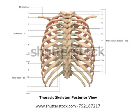 Human Skeleton System Thoracic Skeleton Anatomy Stock Illustration