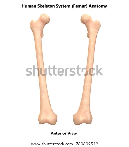 Femur Stock Images, Royalty-Free Images & Vectors | Shutterstock