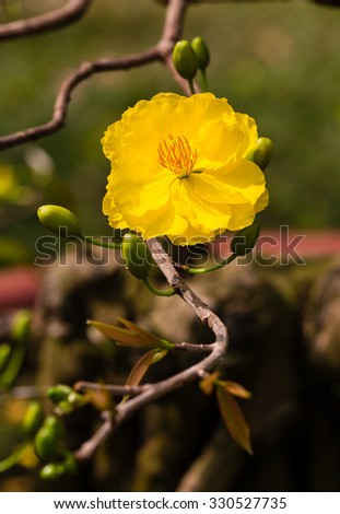 Yellow Apricot