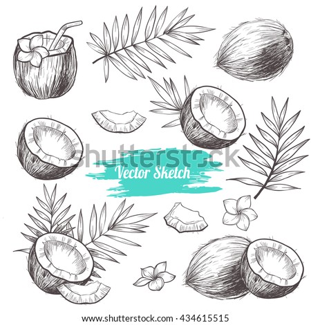 Vector coconut hand drawn sketch with palm leaf. Sketch vector tropical food illustration. Vintage style