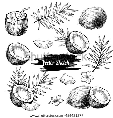 Vector coconut hand drawn sketch with palm leaf. Sketch vector tropical food illustration. Vintage style