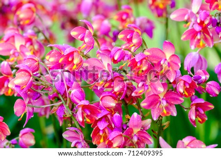 HOA GIEO TỨ TUYỆT - Page 18 Stock-photo-wild-orchid-in-rain-forest-beauty-of-the-nature-thailand-712409395