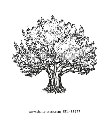 Hand Drawn Vector Illustration Olive Tree Stock Vector 551488177