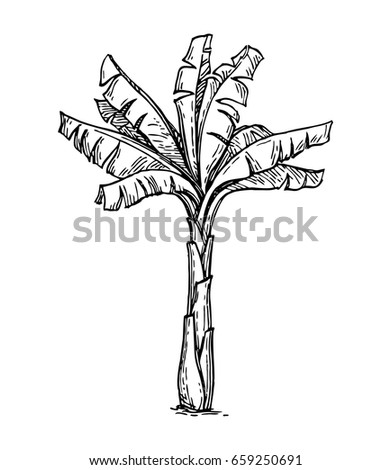 Banana Tree Stock Images, Royalty-Free Images & Vectors | Shutterstock