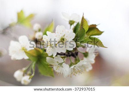 Branch with blossoms of apricot in spring