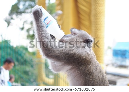 Monkey Drinking Stock Images, Royalty-Free Images 